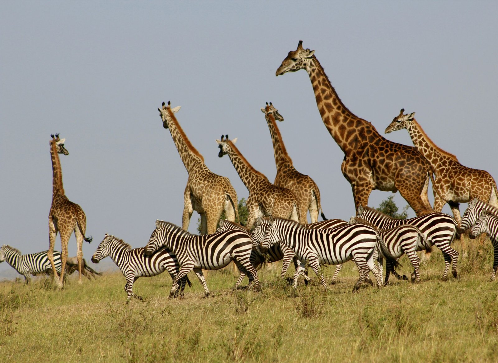 Zebras e Girafas por Heather Edwards