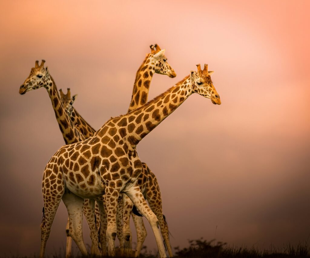 Girafas por Joshua Doorly