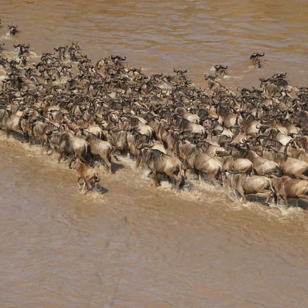 Grande Migração por Gurth Bramall