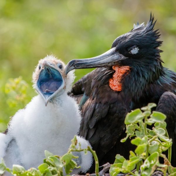 Galápagos por Alan Alquist