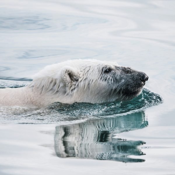 Ursos polares por Annie Spratt