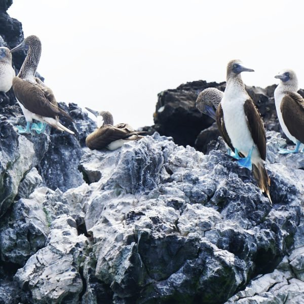 Patola-de-Pés-Azuis por Jenni Miska