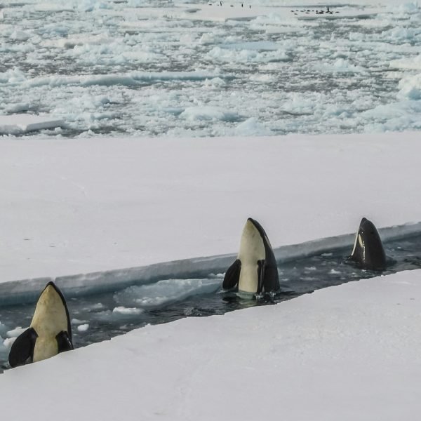 Orcas por Bryan Goff