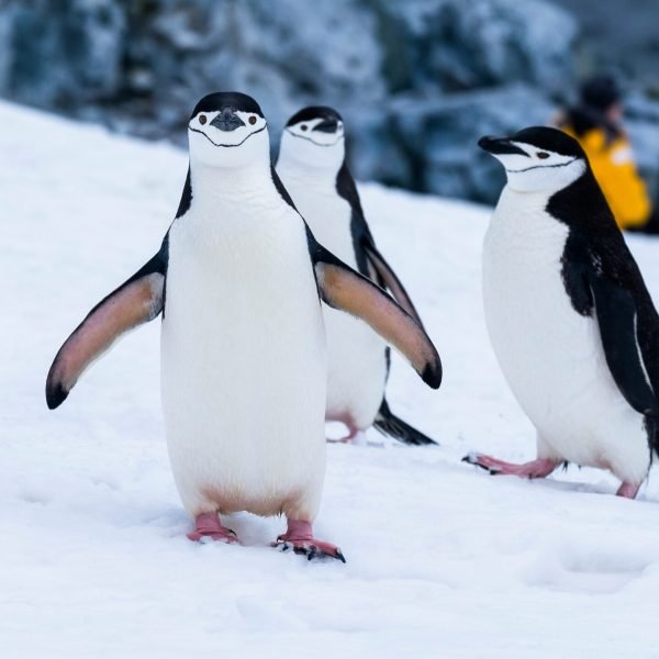 Pinguins na Antártida por Derek Oyen