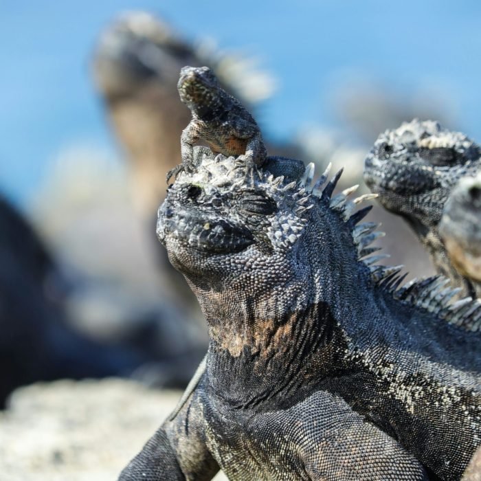 Galápagos por Dylan Shaw