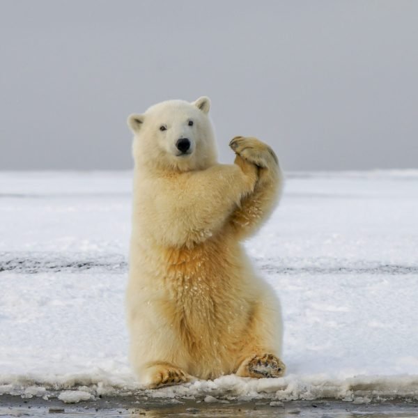 Urso Polar por Hans Jurgen