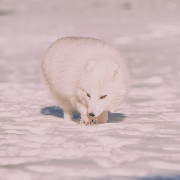 Raposa por Jonatan Pie