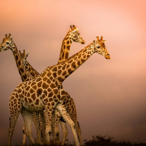 joshua-doorly-xzXPX0Qv9JM-unsplash